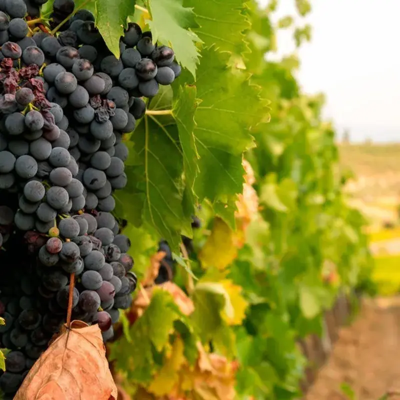 Taller de elaboración de vino en Querétaro