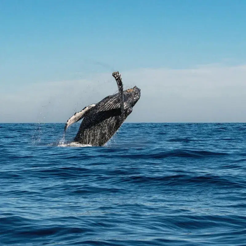 AviSoundamiento de Ballenas en Cabo San Lucas en Baja California Sur